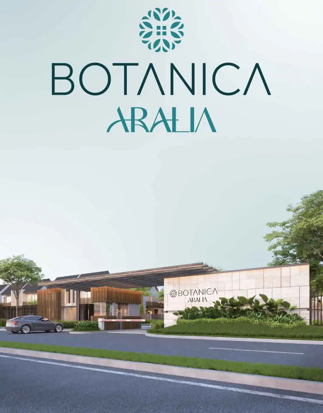 Aralia 8